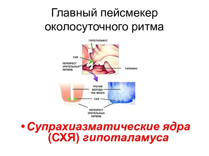 Главный пейсмекер околосуточного ритма Супрахиазматические ядра (СХЯ) гипоталамуса