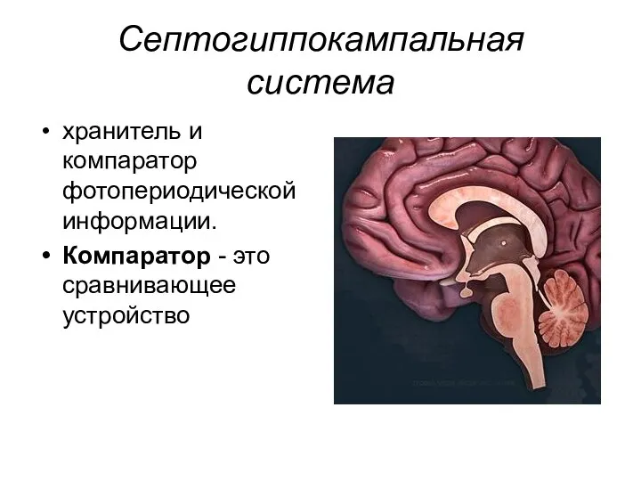 Септогиппокампальная система хранитель и компаратор фотопериодической информации. Компаратор - это сравнивающее устройство