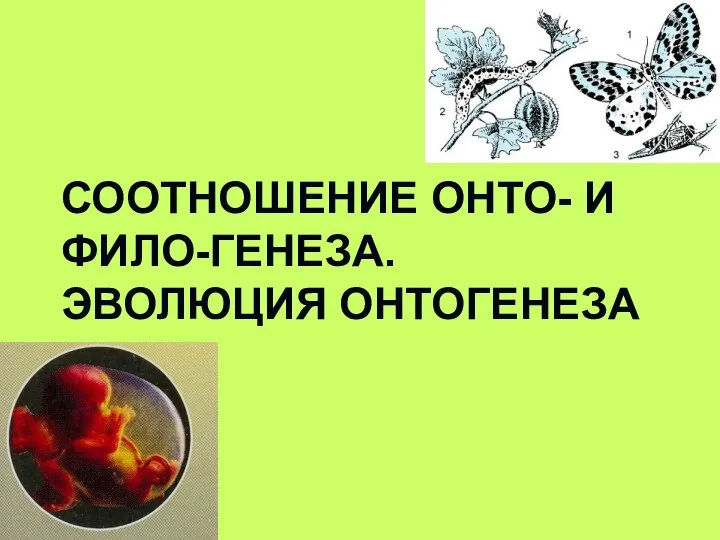 СООТНОШЕНИЕ ОНТО- И ФИЛО-ГЕНЕЗА. ЭВОЛЮЦИЯ ОНТОГЕНЕЗА