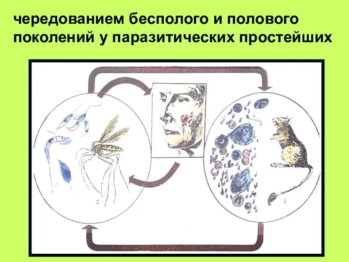 чередованием бесполого и полового поколений у паразитических простейших