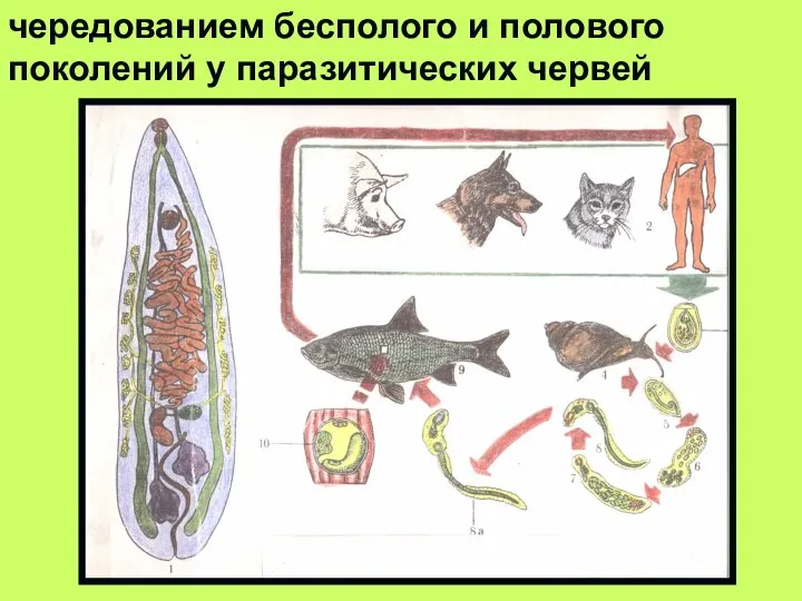 чередованием бесполого и полового поколений у паразитических червей