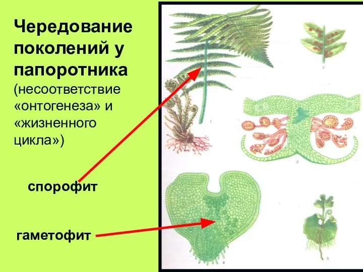 Чередование поколений у папоротника (несоответствие «онтогенеза» и «жизненного цикла») спорофит гаметофит