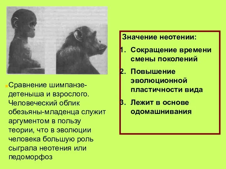Сравнение шимпанзе-детеныша и взрослого. Человеческий облик обезьяны-младенца служит аргументом в пользу