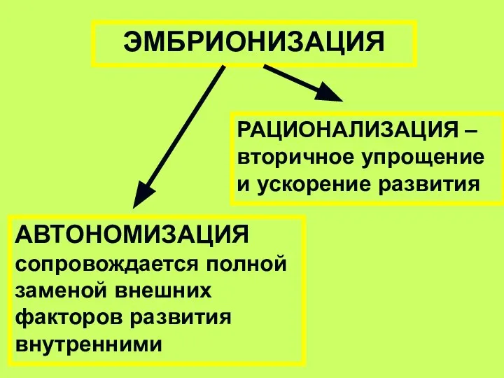 ЭМБРИОНИЗАЦИЯ АВТОНОМИЗАЦИЯ сопровождается полной заменой внешних факторов развития внутренними РАЦИОНАЛИЗАЦИЯ – вторичное упрощение и ускорение развития