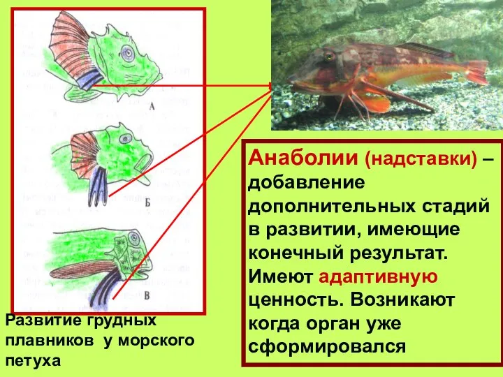 Развитие грудных плавников у морского петуха Анаболии (надставки) – добавление дополнительных