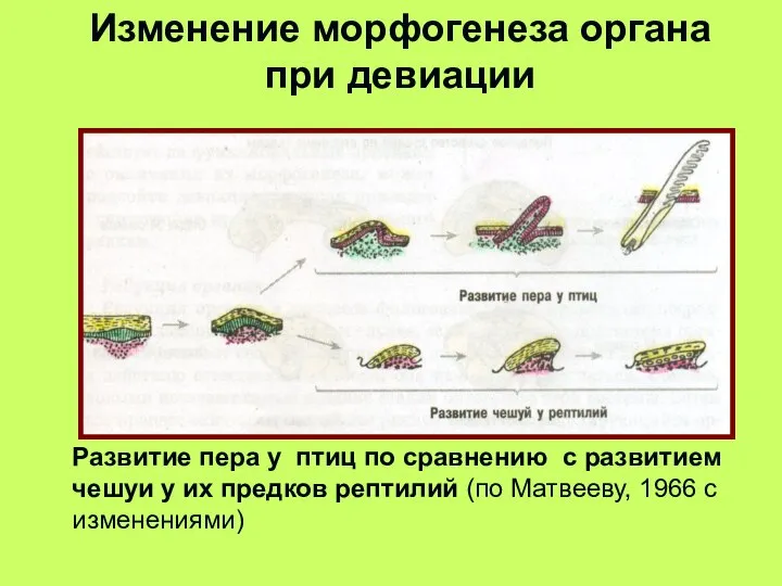 Развитие пера у птиц по сравнению с развитием чешуи у их