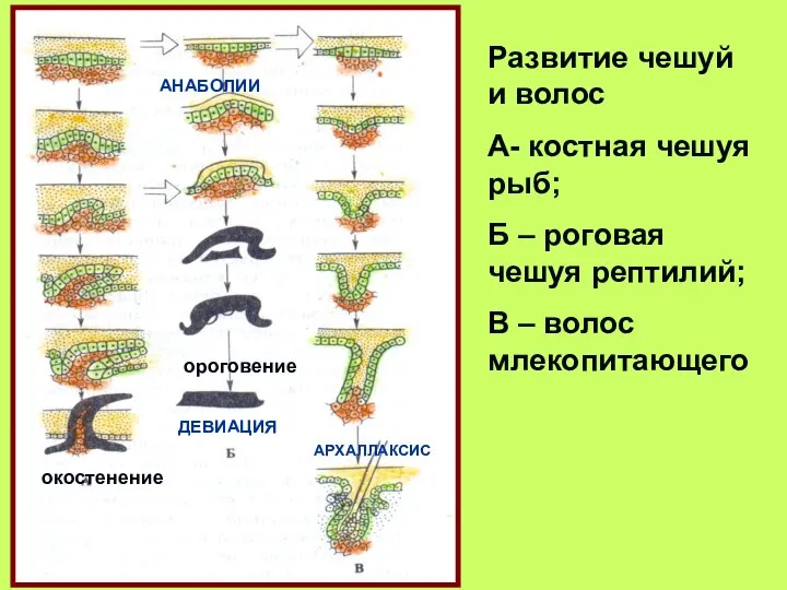 Развитие чешуй и волос А- костная чешуя рыб; Б – роговая