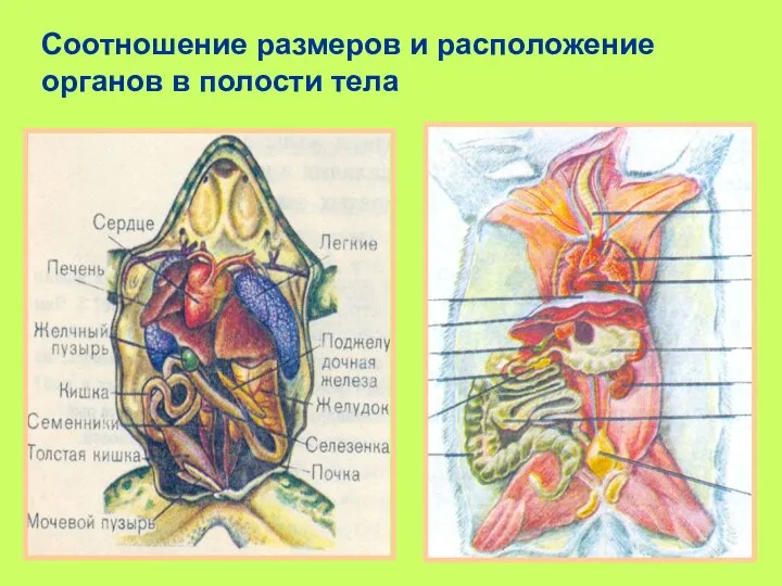 Соотношение размеров и расположение органов в полости тела