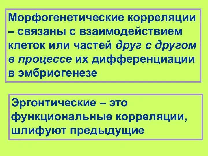 Морфогенетические корреляции – связаны с взаимодействием клеток или частей друг с