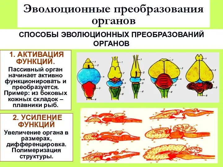 Эволюционные преобразования органов СПОСОБЫ ЭВОЛЮЦИОННЫХ ПРЕОБРАЗОВАНИЙ ОРГАНОВ 1. АКТИВАЦИЯ ФУНКЦИЙ. Пассивный