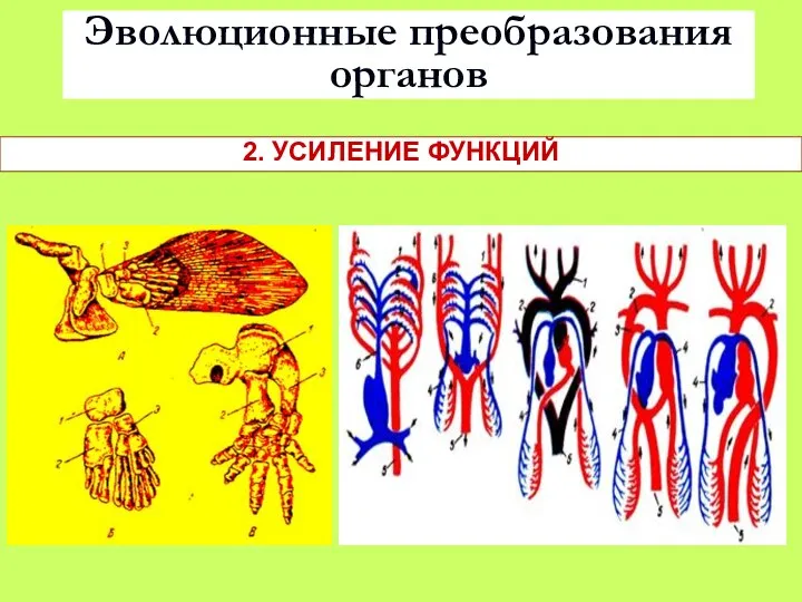 Эволюционные преобразования органов 2. УСИЛЕНИЕ ФУНКЦИЙ