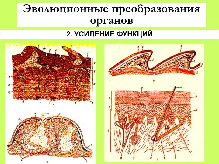 Эволюционные преобразования органов 2. УСИЛЕНИЕ ФУНКЦИЙ