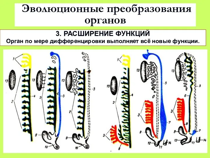 Эволюционные преобразования органов 3. РАСШИРЕНИЕ ФУНКЦИЙ Орган по мере дифференцировки выполняет всё новые функции.