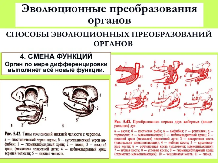 Эволюционные преобразования органов СПОСОБЫ ЭВОЛЮЦИОННЫХ ПРЕОБРАЗОВАНИЙ ОРГАНОВ 4. СМЕНА ФУНКЦИЙ Орган