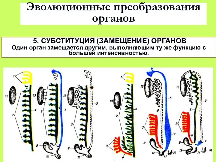 Эволюционные преобразования органов 5. СУБСТИТУЦИЯ (ЗАМЕЩЕНИЕ) ОРГАНОВ Один орган замещается другим,