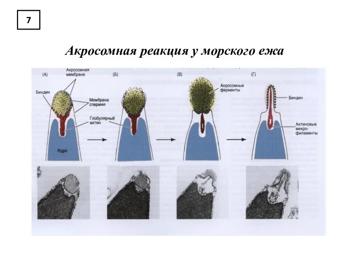 7 Акросомная реакция у морского ежа