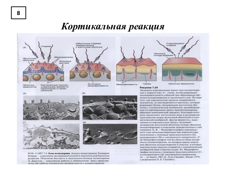 8 Кортикальная реакция