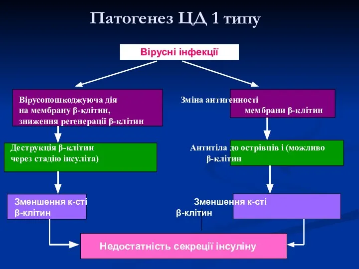 Патогенез ЦД 1 типу Вірусопошкоджуюча дія Зміна антигенності на мембрану β-клітин,