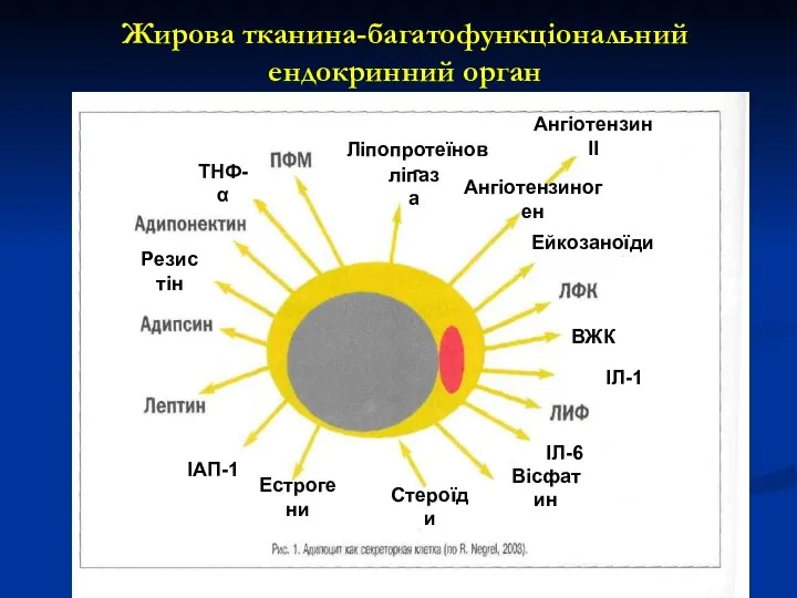 Жирова тканина-багатофункціональний ендокринний орган ВЖК Естрогени Резистін ТНФ-α ІАП-1 Стероїди Вісфатин