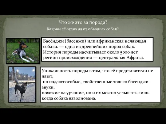 Что же это за порода? Басéнджи (басенжи) или африканская нелающая собака.