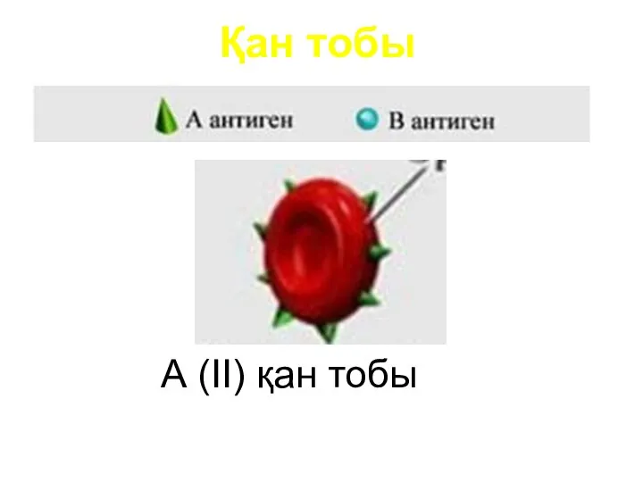 Қан тобы А (II) қан тобы