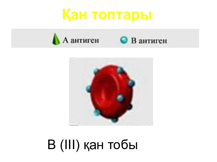 Қан топтары B (III) қан тобы