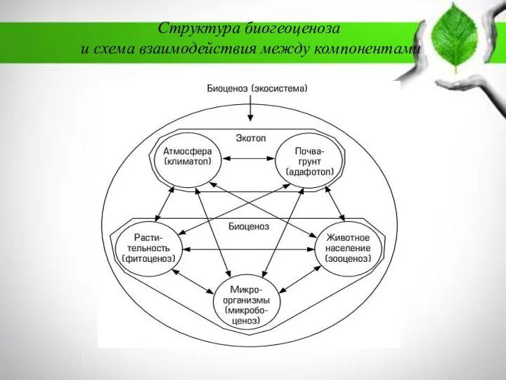 Структура биогеоценоза и схема взаимодействия между компонентами