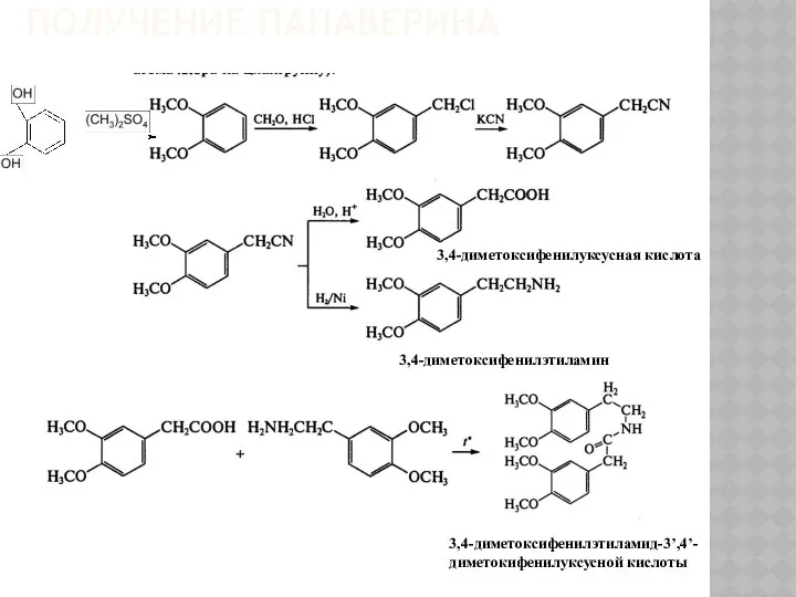 ПОЛУЧЕНИЕ ПАПАВЕРИНА 3,4-диметоксифенилэтиламин 3,4-диметоксифенилуксусная кислота 3,4-диметоксифенилэтиламид-3’,4’-диметокифенилуксусной кислоты