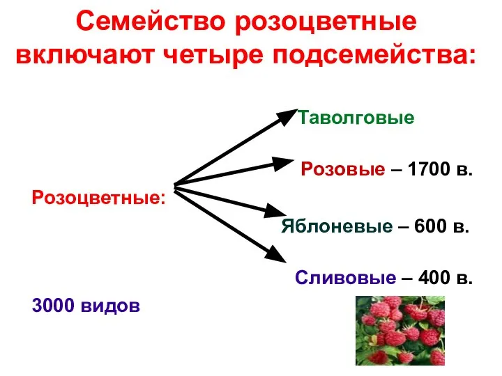 Семейство розоцветные включают четыре подсемейства: Таволговые Розовые – 1700 в. Розоцветные: