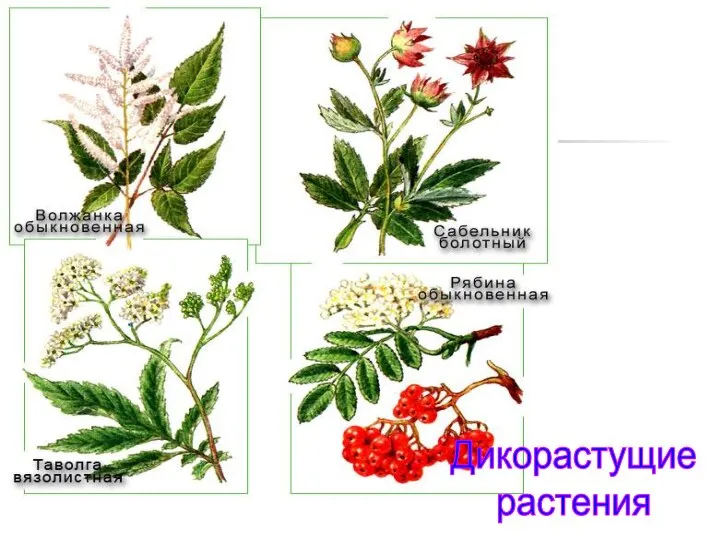 Дикорастущие растения