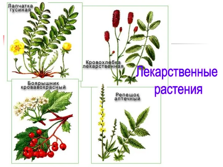 Лекарственные растения