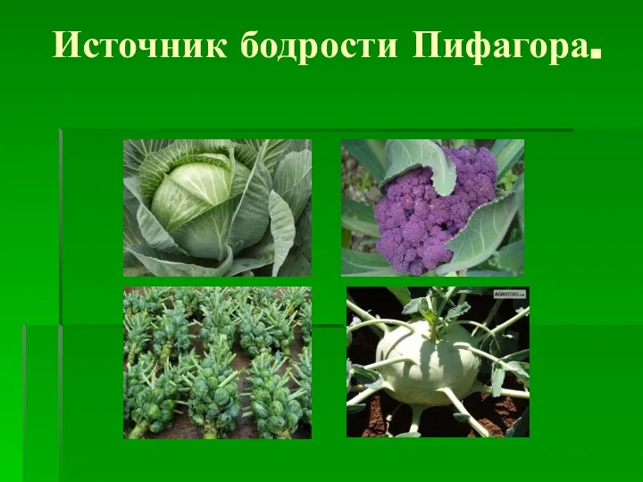 Источник бодрости Пифагора.