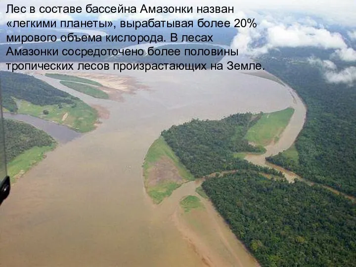 Лес в составе бассейна Амазонки назван «легкими планеты», вырабатывая более 20%