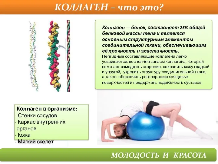 КОЛЛАГЕН – что это? МОЛОДОСТЬ И КРАСОТА Коллаген — белок, составляет