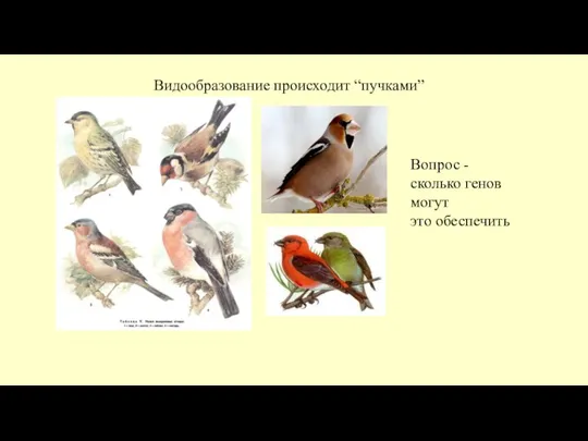 Видообразование происходит “пучками” Вопрос - сколько генов могут это обеспечить