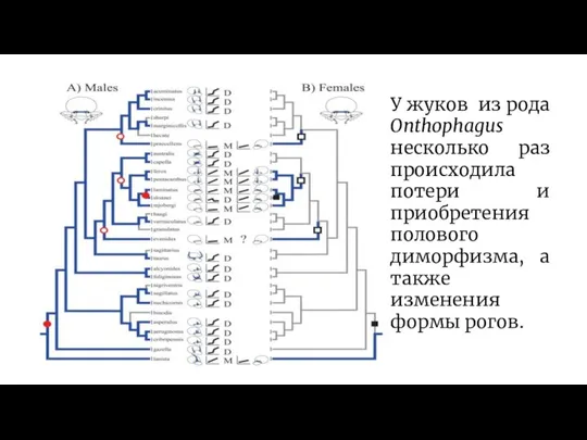 У жуков из рода Onthophagus несколько раз происходила потери и приобретения