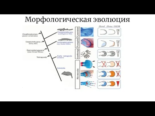 Морфологическая эволюция