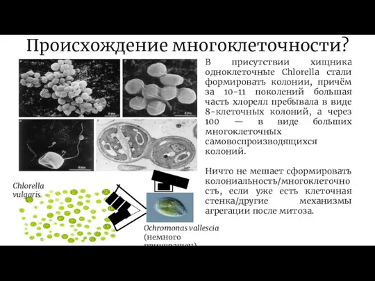 Происхождение многоклеточности? В присутствии хищника одноклеточные Chlorella стали формировать колонии, причём