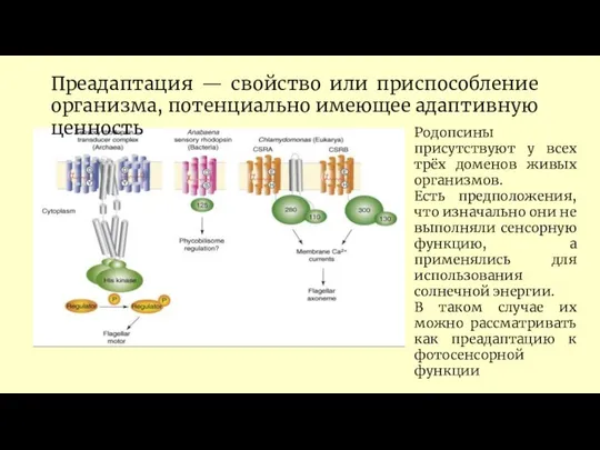 Преадаптация — свойство или приспособление организма, потенциально имеющее адаптивную ценность Родопсины