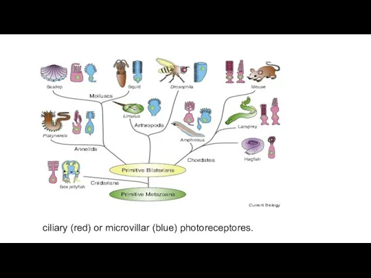 ciliary (red) or microvillar (blue) photoreceptores.