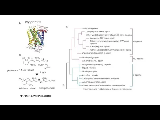 ФОТОИЗОМЕРИЗАЦИЯ РОДОПСИН родопсин метародопсин
