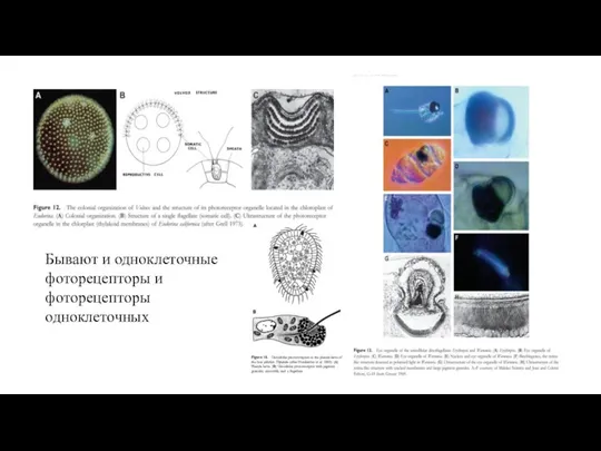 Бывают и одноклеточные фоторецепторы и фоторецепторы одноклеточных