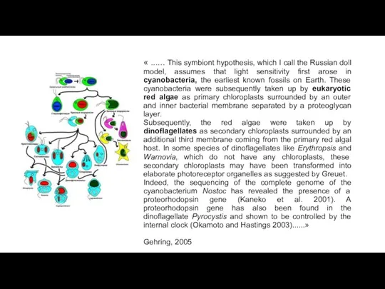 « ...... This symbiont hypothesis, which I call the Russian doll