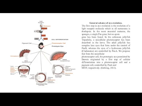 General scheme of eye evolution. The first step in eye evolution