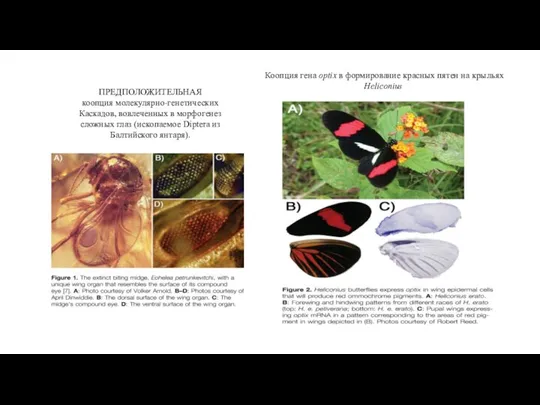 ПРЕДПОЛОЖИТЕЛЬНАЯ коопция молекулярно-генетических Каскадов, вовлеченных в морфогенез сложных глаз (ископаемое Diptera
