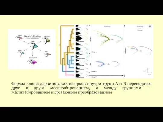 Формы клюва дарвиновских вьюрков внутри групп A и B переводятся друг