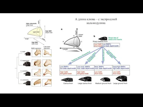 А длина клюва – с экспрессией кальмодулина