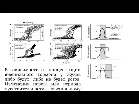 В зависимости от концентрации ювенильного гормона у жуков либо будут, либо