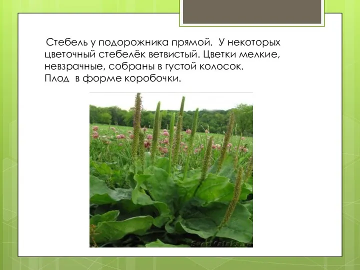 Стебель у подорожника прямой. У некоторых цветочный стебелёк ветвистый. Цветки мелкие,