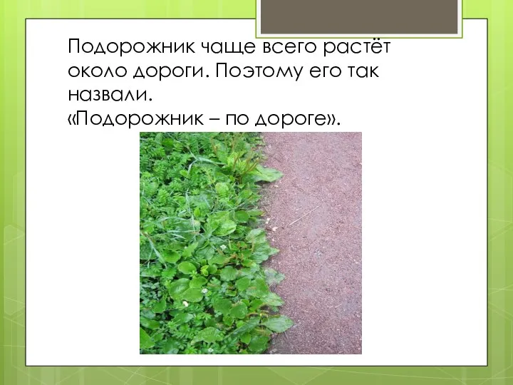 Подорожник чаще всего растёт около дороги. Поэтому его так назвали. «Подорожник – по дороге».